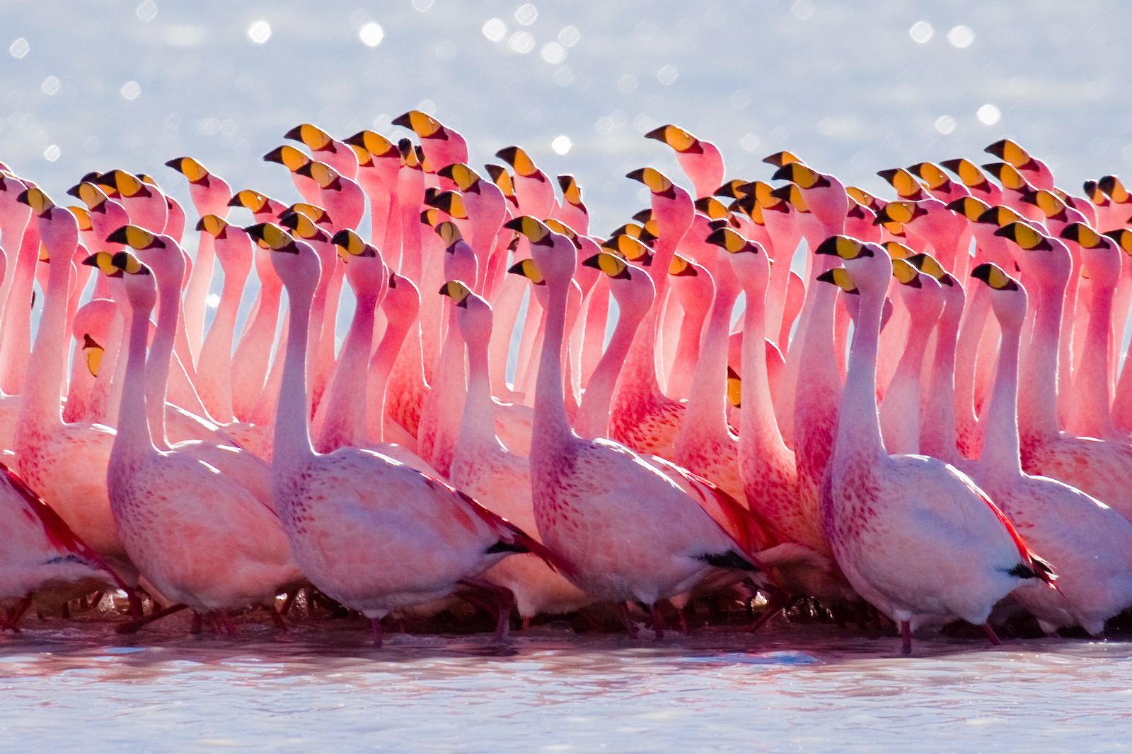 フラミンゴはなぜピンク色なのでしょう 亀井 泉のブログ Spring Color スプリングカラー
